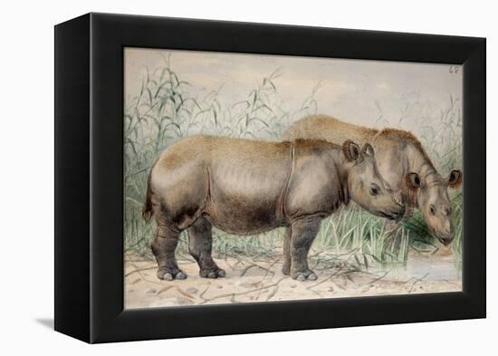 Hairy Eared Rhinoceros-Joseph Wolf-Framed Premier Image Canvas