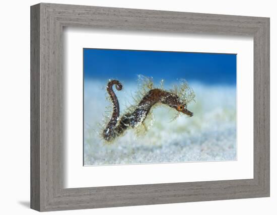 Hairy Pipehorse (Acentronura Dendritica) Female Swimming over the Seabed with Her Prehensile Tail-Alex Mustard-Framed Photographic Print