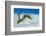 Hairy Pipehorse (Acentronura Dendritica) Female Swimming over the Seabed with Her Prehensile Tail-Alex Mustard-Framed Photographic Print