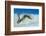 Hairy Pipehorse (Acentronura Dendritica) Female Swimming over the Seabed with Her Prehensile Tail-Alex Mustard-Framed Photographic Print