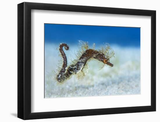 Hairy Pipehorse (Acentronura Dendritica) Female Swimming over the Seabed with Her Prehensile Tail-Alex Mustard-Framed Photographic Print