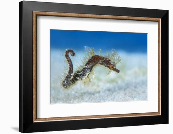 Hairy Pipehorse (Acentronura Dendritica) Female Swimming over the Seabed with Her Prehensile Tail-Alex Mustard-Framed Photographic Print