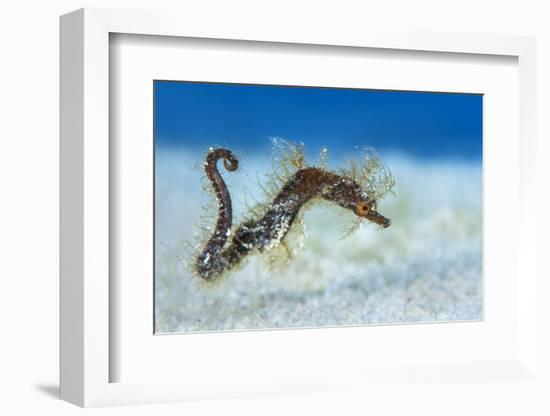 Hairy Pipehorse (Acentronura Dendritica) Female Swimming over the Seabed with Her Prehensile Tail-Alex Mustard-Framed Photographic Print