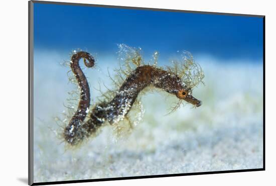 Hairy Pipehorse (Acentronura Dendritica) Female Swimming over the Seabed with Her Prehensile Tail-Alex Mustard-Mounted Photographic Print