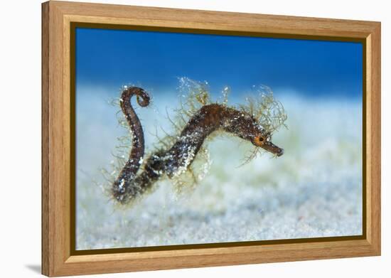 Hairy Pipehorse (Acentronura Dendritica) Female Swimming over the Seabed with Her Prehensile Tail-Alex Mustard-Framed Premier Image Canvas