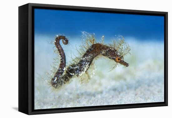 Hairy Pipehorse (Acentronura Dendritica) Female Swimming over the Seabed with Her Prehensile Tail-Alex Mustard-Framed Premier Image Canvas