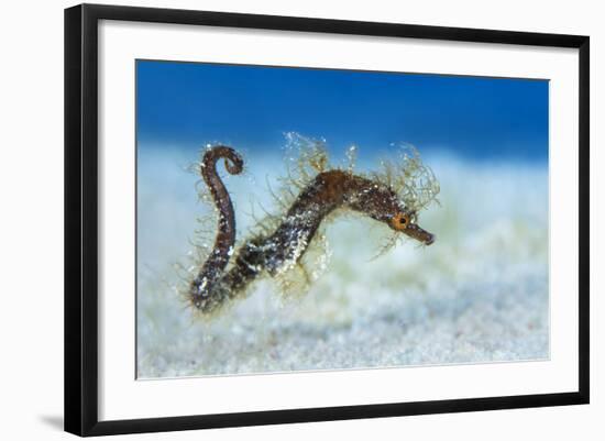 Hairy Pipehorse (Acentronura Dendritica) Female Swimming over the Seabed with Her Prehensile Tail-Alex Mustard-Framed Photographic Print