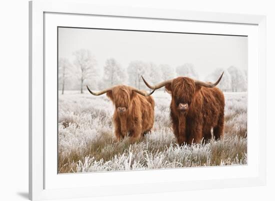 Hairy Scottish Highlanders in a Natural Winter Landscape of a National Park in Drenthe Region of Th-null-Framed Photographic Print