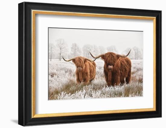 Hairy Scottish Highlanders in a Natural Winter Landscape of a National Park in Drenthe Region of Th-null-Framed Photographic Print