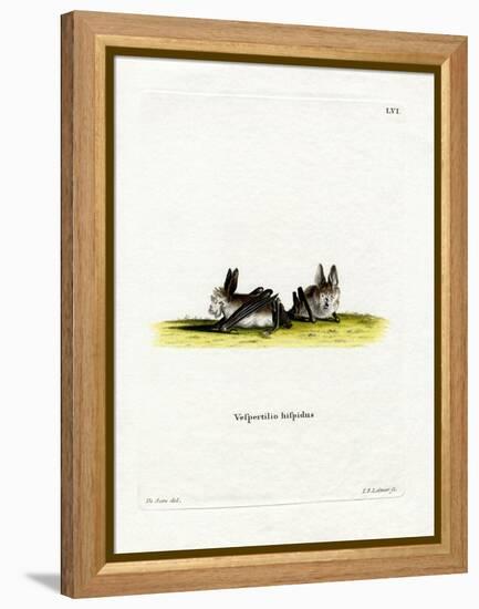 Hairy Slit-Faced Bat-null-Framed Premier Image Canvas