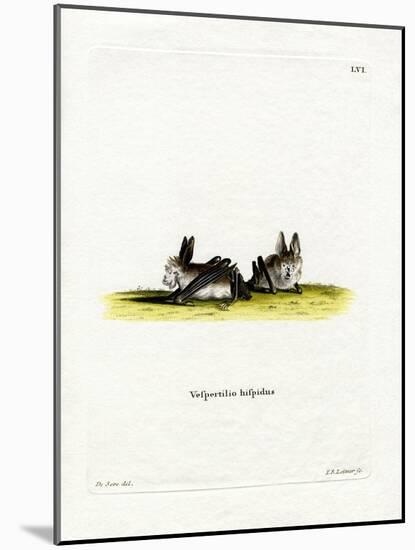 Hairy Slit-Faced Bat-null-Mounted Giclee Print