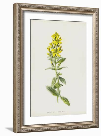 Hairy St John's Wort (Chromolitho)-Frederick Edward Hulme-Framed Giclee Print