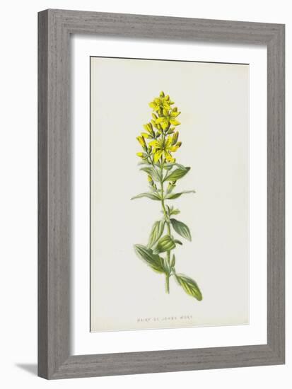 Hairy St John's Wort (Chromolitho)-Frederick Edward Hulme-Framed Giclee Print