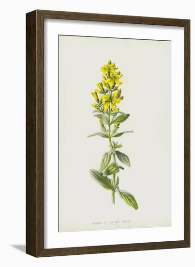 Hairy St John's Wort (Chromolitho)-Frederick Edward Hulme-Framed Giclee Print