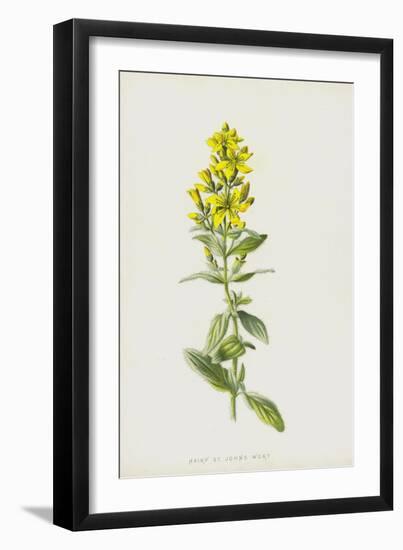 Hairy St John's Wort (Chromolitho)-Frederick Edward Hulme-Framed Giclee Print