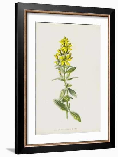 Hairy St John's Wort (Chromolitho)-Frederick Edward Hulme-Framed Giclee Print