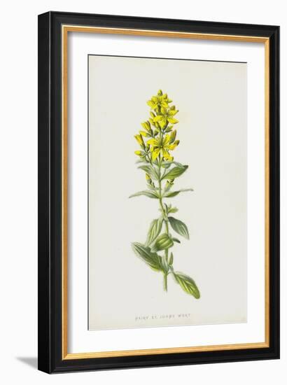 Hairy St John's Wort (Chromolitho)-Frederick Edward Hulme-Framed Giclee Print