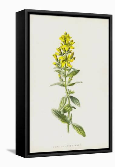 Hairy St John's Wort (Chromolitho)-Frederick Edward Hulme-Framed Premier Image Canvas