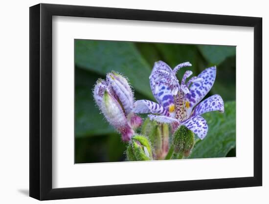 Hairy toad lily-Lisa Engelbrecht-Framed Photographic Print