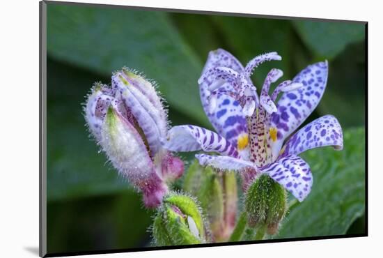 Hairy toad lily-Lisa Engelbrecht-Mounted Photographic Print