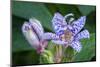 Hairy toad lily-Lisa Engelbrecht-Mounted Photographic Print