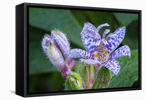 Hairy toad lily-Lisa Engelbrecht-Framed Premier Image Canvas