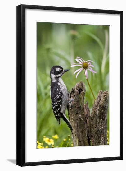 Hairy Woodpecker Female on Fence Post, Marion, Illinois, Usa-Richard ans Susan Day-Framed Photographic Print