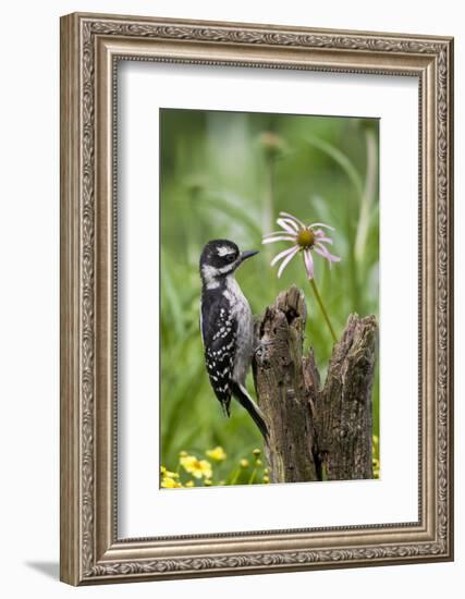 Hairy Woodpecker Female on Fence Post, Marion, Illinois, Usa-Richard ans Susan Day-Framed Photographic Print