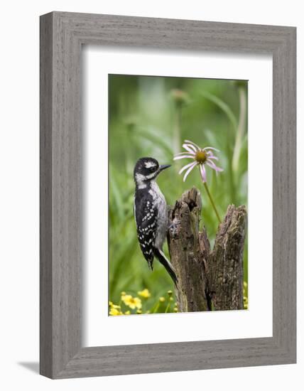 Hairy Woodpecker Female on Fence Post, Marion, Illinois, Usa-Richard ans Susan Day-Framed Photographic Print