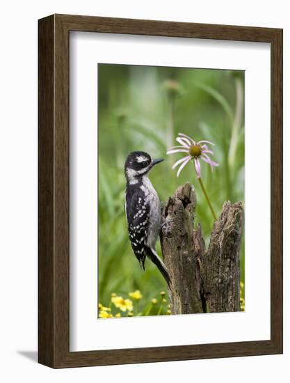 Hairy Woodpecker Female on Fence Post, Marion, Illinois, Usa-Richard ans Susan Day-Framed Photographic Print