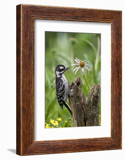 Hairy Woodpecker Female on Fence Post, Marion, Illinois, Usa-Richard ans Susan Day-Framed Photographic Print