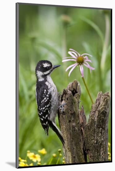 Hairy Woodpecker Female on Fence Post, Marion, Illinois, Usa-Richard ans Susan Day-Mounted Photographic Print