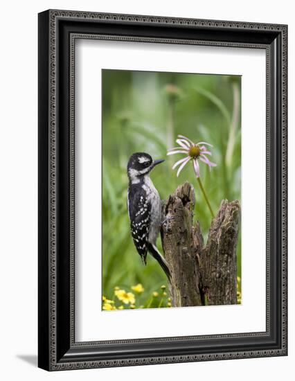 Hairy Woodpecker Female on Fence Post, Marion, Illinois, Usa-Richard ans Susan Day-Framed Photographic Print