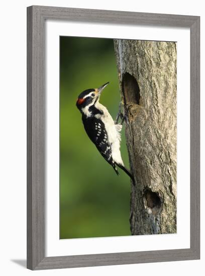 Hairy Woodpecker Male at Nest Cavity, Marion County, Illinois-Richard and Susan Day-Framed Photographic Print