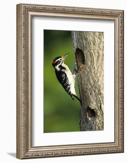 Hairy Woodpecker Male at Nest Cavity, Marion County, Illinois-Richard and Susan Day-Framed Photographic Print