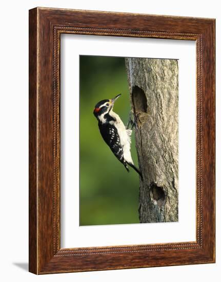 Hairy Woodpecker Male at Nest Cavity, Marion County, Illinois-Richard and Susan Day-Framed Photographic Print