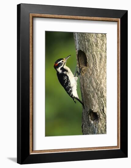 Hairy Woodpecker Male at Nest Cavity, Marion County, Illinois-Richard and Susan Day-Framed Photographic Print