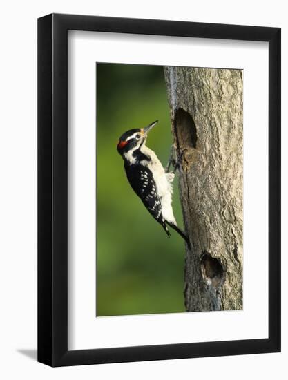 Hairy Woodpecker Male at Nest Cavity, Marion County, Illinois-Richard and Susan Day-Framed Photographic Print