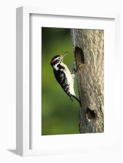 Hairy Woodpecker Male at Nest Cavity, Marion County, Illinois-Richard and Susan Day-Framed Photographic Print