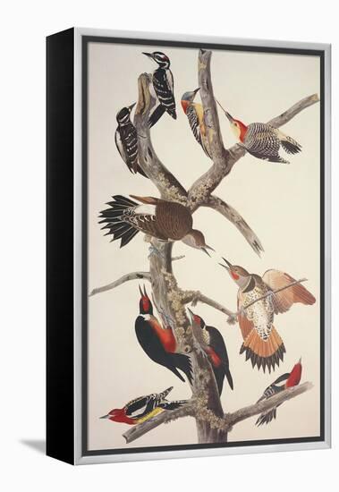 Hairy Woodpecker-John James Audubon-Framed Stretched Canvas