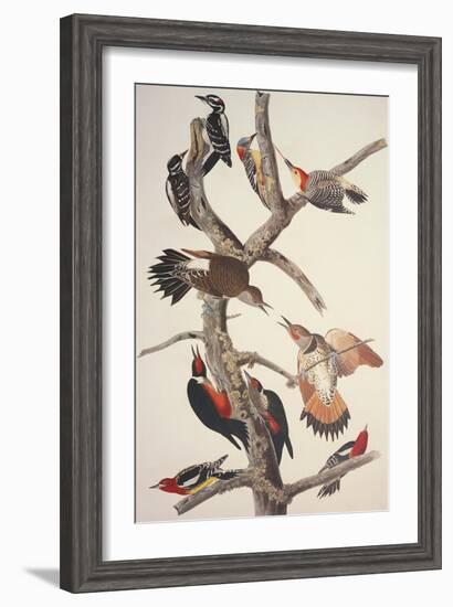 Hairy Woodpecker-John James Audubon-Framed Art Print