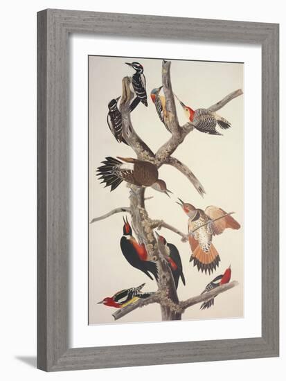 Hairy Woodpecker-John James Audubon-Framed Art Print