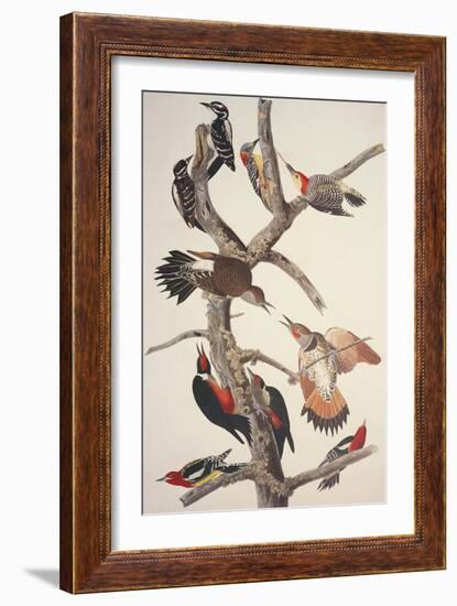 Hairy Woodpecker-John James Audubon-Framed Art Print