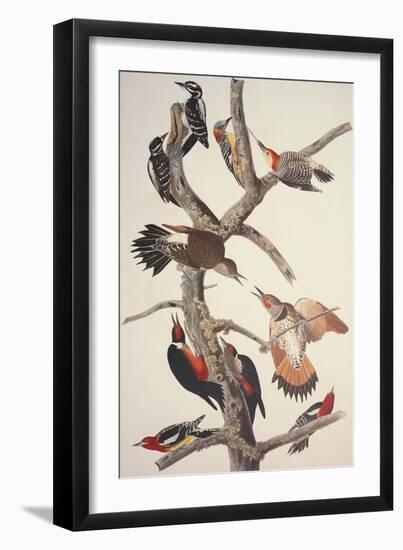 Hairy Woodpecker-John James Audubon-Framed Art Print