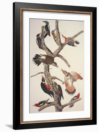 Hairy Woodpecker-John James Audubon-Framed Art Print