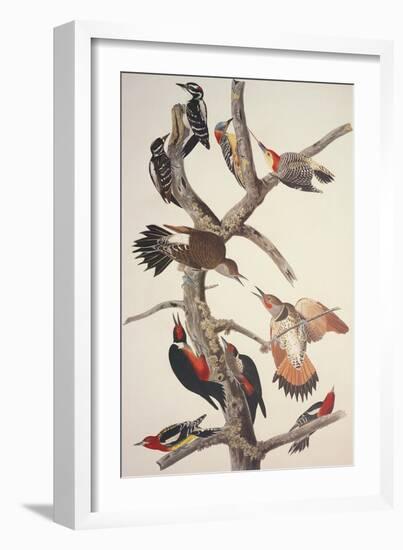 Hairy Woodpecker-John James Audubon-Framed Art Print