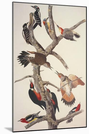 Hairy Woodpecker-John James Audubon-Mounted Art Print