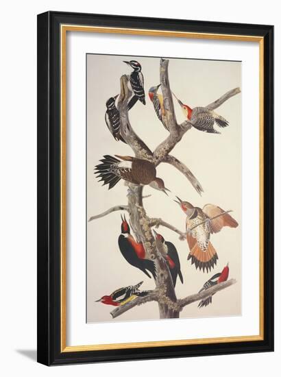 Hairy Woodpecker-John James Audubon-Framed Art Print