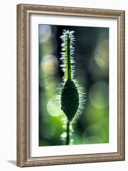 Hairy-Ursula Abresch-Framed Photographic Print