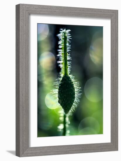 Hairy-Ursula Abresch-Framed Photographic Print